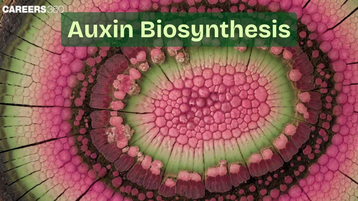Auxin Biosynthesis: Definition, Functions, & Uses
